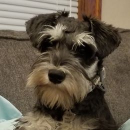 Jazz - Miniature Schnauzer