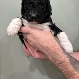 Alex - Parti female Goldendoodle puppy in Mesa, Arizona from Schmidt’s Doxies N Doodles