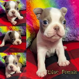 Boston Terrier Puppies from Heather's Boston Babies