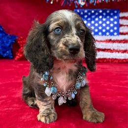Brutus - Dapple male Dachshund puppy in Lincoln, Arkansas from Red Dirt Dachshunds