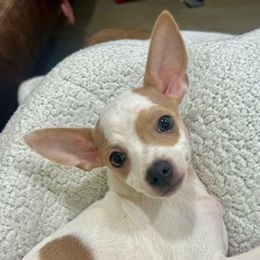 Booth - Fawn and white male Chihuahua puppy in Winston Salem, North Carolina from LaythStone