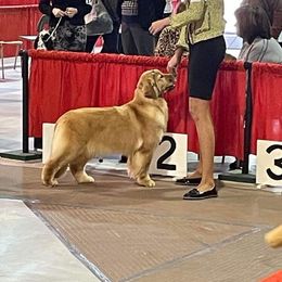 6 year old spayed female - Golden female Golden Retriever puppy in Clinton, New York from Emerald Knoll