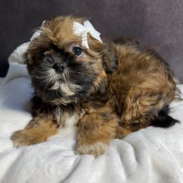 Rachel - Red and tan female Shih Tzu puppy in Ocala, Florida from Mimi's Shih-tzus of Ocala