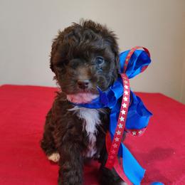 Girl 2 - Chocolate female Cavapoo puppy in Junction, Utah from City Creek Cavapoos