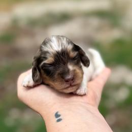 Sunny - Girl 2 - Dapple female Dachshund puppy in London, Kentucky from Steele Half Acre Homestead