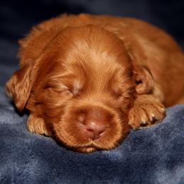 Palmier - Caramel male Australian Labradoodle puppy in Stanwood, Washington from Victoria Creek Australian Labradoodles