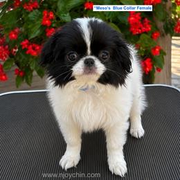Japanese Chin puppies from Njoy Japanese Chin