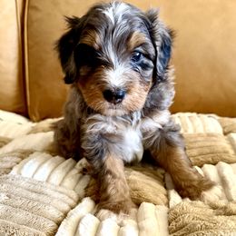 Bernedoodle Puppies from BFF Bernedoodles