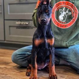Lada - Black and rust female Doberman Pinscher puppy in China Township, Michigan from Snell's Superior Kennel Dobermann & GSP