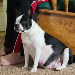 Ruby - Boston Terrier