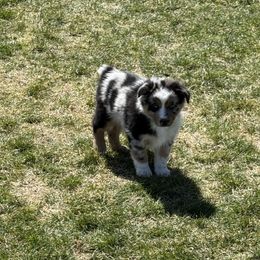 Black collar - Blue merle Australian Shepherd puppy in Ogden, Utah from Rafter H Aussies