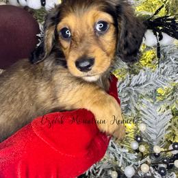 Rusty - Red male Dachshund puppy in Conway, Missouri from Ozark Mountain Kennel