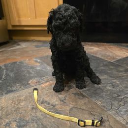 Yellow Collar - Black female Poodle puppy in Henagar, Alabama from Windy Oak Kennels