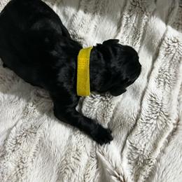 Yellow collar - Pepper and salt female Giant Schnauzer puppy in Atoka, Oklahoma from Hannah's Haus & Farm