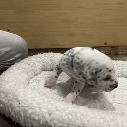 Navy collar boy - White and black male Dalmatian puppy in Wilson, North Carolina from New Horizonz Dalmatians