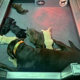 Labrador Retriever Puppies from Da-Koda High Kennels