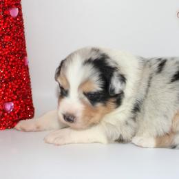 Clover - Blue merle female Australian Shepherd puppy in Camp Springs, Kentucky from Diamond Paws Australian Shepherds