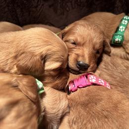 Golden Retriever Puppies from Thousand Lake Retrievers
