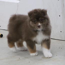 Swing - Red tri-color female Australian Shepherd puppy in Jameson, Missouri from Sky Creek