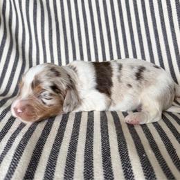 RB BOY - Dapple male Dachshund puppy in Elkhart, Indiana from Hart City Dachshunds