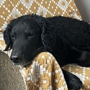 Curly-Coated Retrievers from Nyehyrst Curlies