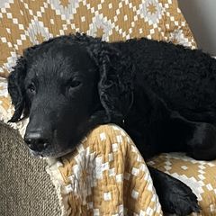 Curly-Coated Retrievers from Nyehyrst Curlies