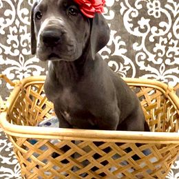 Great Dane Puppies from Lazuli Great Danes