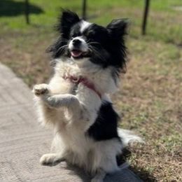Gypsy - Pomeranian
