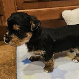 Boy 1 - Black and tan male Yorkshire Terrier puppy in Plainwell, Michigan from Preuss Puppies
