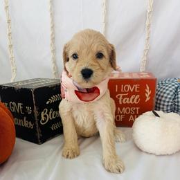 Cinnamon - Cream female Goldendoodle puppy in Cedartown, Georgia from Loyal Doodles
