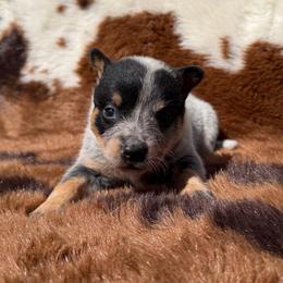 Girl 2 - Blue speckled female Australian Cattle Dog puppy in Amesbury, Massachusetts from Fox Hill Farm & K9