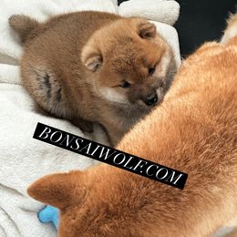 Shiba Inu and Shikoku Puppies from Bonsai Wolf Japanese Dogs