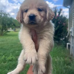Purple collar - Golden female Golden Retriever puppy in Jesup, Georgia from Painted Platinum Retrievers (Painted Platinum Kennel) PPK