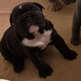 Star - Black tri-color female Bulldog puppy in Hobe Sound, Florida from Amanda’s Bullies