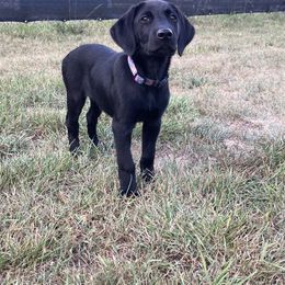 Labrador Retriever Puppies from Royal Oak Gundogs