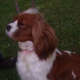 Ryleigh - Cavalier King Charles Spaniel