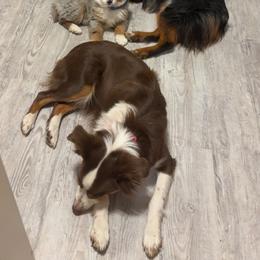 Miniature Australian Shepherd Puppies from Mid-Plains Mini Aussies