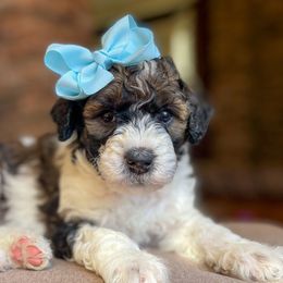 Angela - Bernedoodle puppy in Washougal, Washington from Sandy Creek Bernedoodles