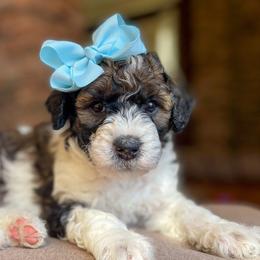 Angela - Bernedoodle puppy in Washougal, Washington from Sandy Creek Bernedoodles