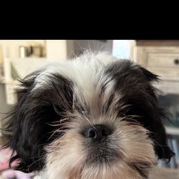 Special - Black and white female Shih Tzu puppy in Redmond, Oregon from Jazzie Shih Tzu
