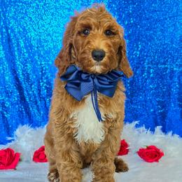 Charlie Rae's Navy Boy - Red  male Goldendoodle puppy in Kountze, Texas from Texas Doodles LLC