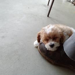 Watson - male Cavapoochon puppy in Fredericksburg, Ohio from Timshell Farm: Specialty Crossbreed Puppies