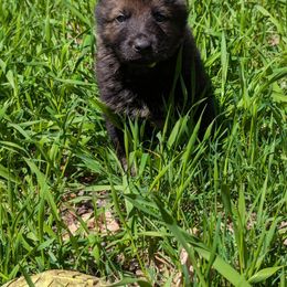 German Shepherd and Siberian Husky Puppies from Sstar