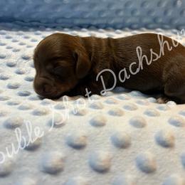 Rocket - Chocolate and tan male Dachshund puppy in Haughton, Louisiana from Double Shot Dachshunds