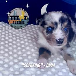 SofaKing - Blue merle male Australian Shepherd puppy in Tucson, Arizona from TTTNT Aussies