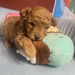 Also - Red  male Poodle puppy in Plano, Texas from Dogs lovers