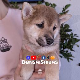 NIMO - Red male Shiba Inu puppy in Minnesota from BonsaiShibas