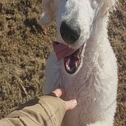 Poodle Puppies from Suzie's Poodles