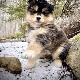 Pomsky Puppies from Blue Ridge Pomsky