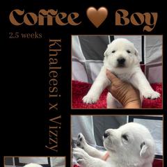 COFFEE BOY - White male German Shepherd puppy in Apache Junction, Arizona from CS Vista Farms